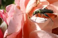 Oedemera nobilis