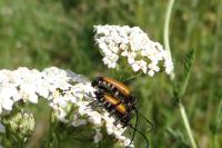 Stictoleptura fulva