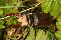 Lucanus cervus