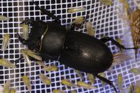 Dorcus parallelipipedus