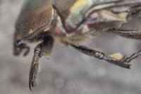 Potosia cuprea
