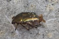 Potosia cuprea