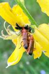 Rhagonycha fulva