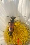 Stenurella bifasciata