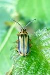 Xanthogaleruca luteola