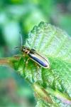 Xanthogaleruca luteola