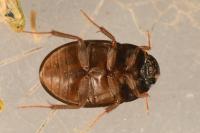Hydrobius fuscipes
