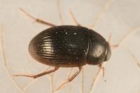 Hydrobius fuscipes