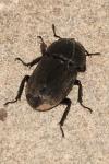 Dorcus parallelipipedus