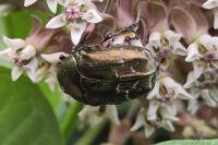 Potosia cuprea