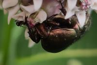 Potosia cuprea