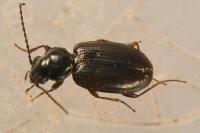 Bembidion lunulatum