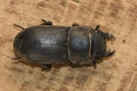 Dorcus parallelipipedus