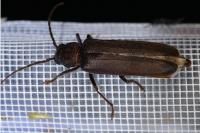 Arhopalus rusticus