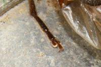 Arhopalus rusticus