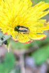 Cryptocephalus vittatus