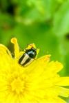 Cryptocephalus vittatus