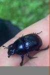Anoplotrupes stercorosus