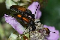 Stenurella melanura