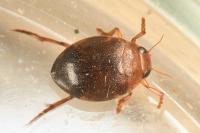 Hyphydrus ovatus