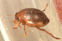 Hyphydrus ovatus