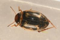 Hygrotus inaequalis