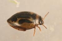 Hygrotus inaequalis
