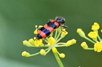 Trichodes apiarius