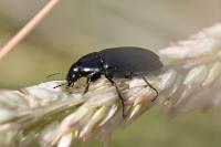 Zabrus tenebrioides