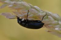 Zabrus tenebrioides