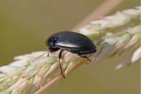 Zabrus tenebrioides