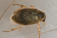Berosus affinis
