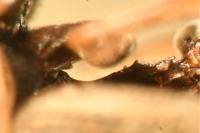 Berosus affinis