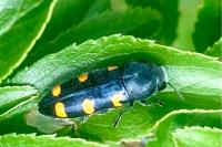 Ptosima undecimmaculata