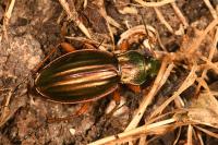 Carabus auratus