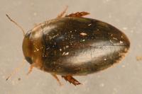 Laccophilus minutus