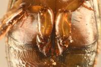 Laccophilus minutus
