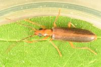 Nacerdes carniolica