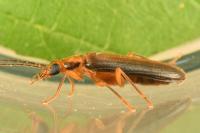 Nacerdes carniolica