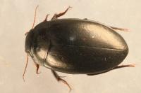 Agabus bipustulatus