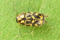 Pachybrachis