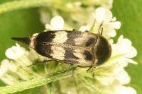 Variimorda