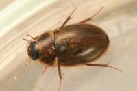 Enochrus testaceus
