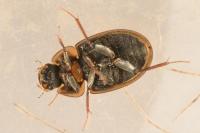 Enochrus testaceus