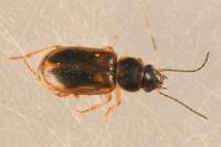 Acupalpus maculatus