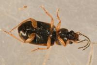 Acupalpus maculatus