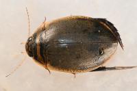 Acilius sulcatus