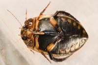 Acilius sulcatus