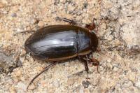 Dytiscus semisulcatus