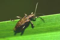 Donacia marginata